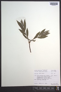 Salix sericea image