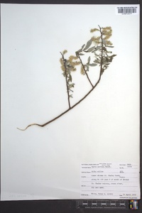 Salix sericea image