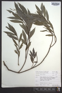 Salix sericea image