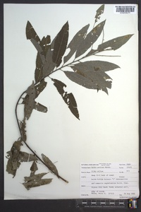 Salix sericea image