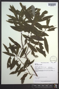 Salix sericea image