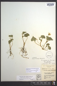 Viola pubescens var. scabriuscula image