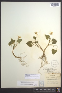 Viola pubescens var. scabriuscula image