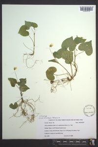 Viola pubescens var. scabriuscula image