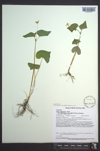 Viola pubescens var. scabriuscula image
