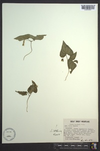 Viola hastata image
