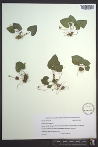 Viola hirsutula image