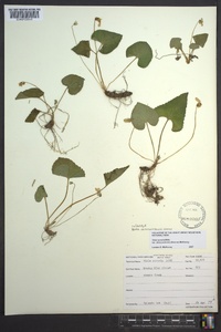 Viola missouriensis image