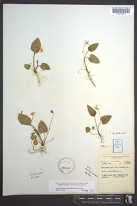 Viola primulifolia image