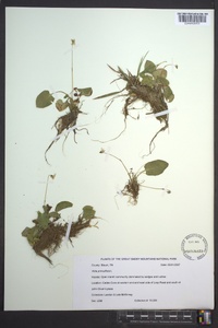 Viola primulifolia image