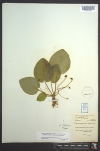 Viola rotundifolia image