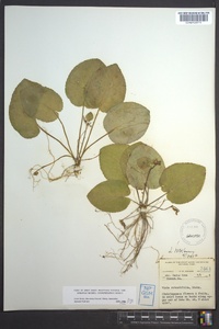 Viola rotundifolia image