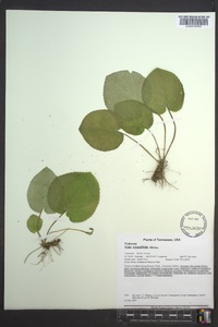 Viola rotundifolia image