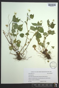 Viola striata image