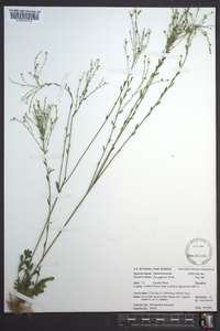 Linum intercursum image