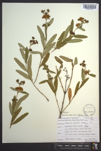 Hypericum densiflorum image