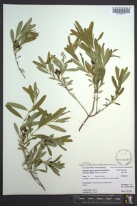 Hypericum densiflorum image