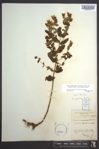 Hypericum graveolens image