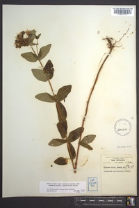 Hypericum graveolens image