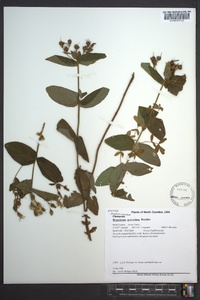 Hypericum graveolens image