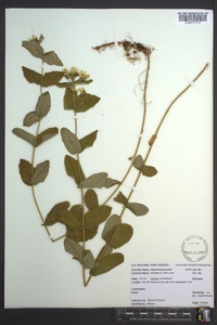 Hypericum graveolens image