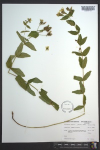 Hypericum graveolens image