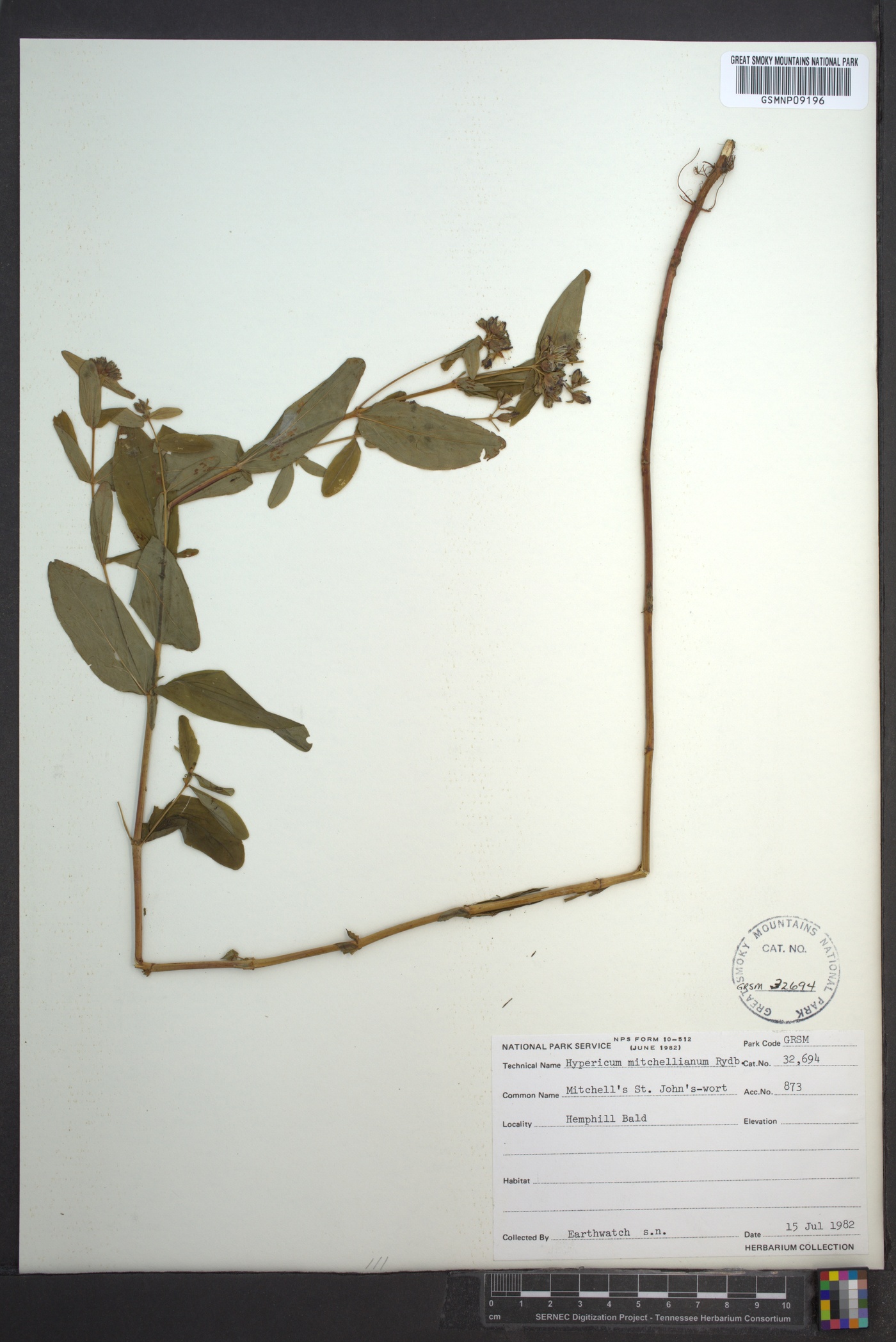 Hypericum mitchellianum image