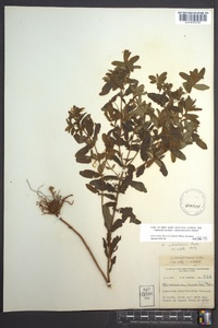 Hypericum mitchellianum image