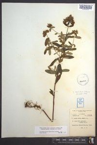 Hypericum mitchellianum image