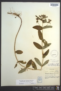 Hypericum mitchellianum image