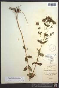 Hypericum mitchellianum image