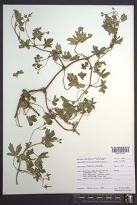 Geranium sibiricum image