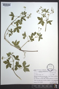 Geranium thunbergii image