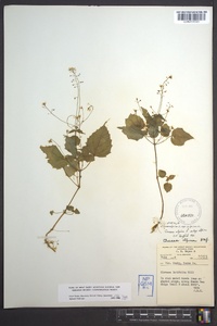 Circaea alpina image