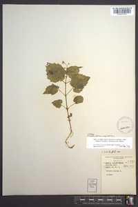 Circaea alpina image