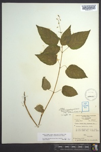 Circaea canadensis image