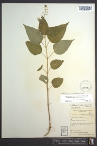 Circaea canadensis image