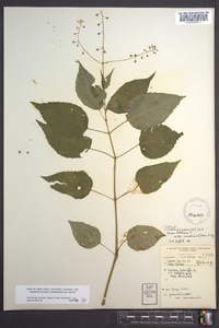 Circaea canadensis image