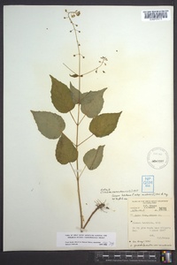 Circaea canadensis image