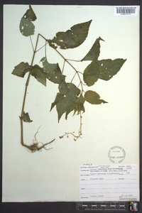 Circaea canadensis image