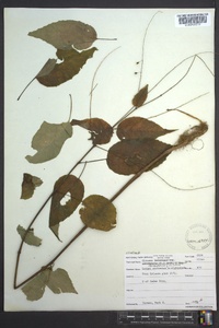 Circaea canadensis image