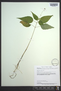 Circaea canadensis image