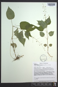 Circaea canadensis image