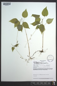 Circaea canadensis image