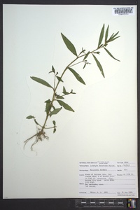 Ludwigia decurrens image