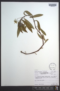 Ludwigia grandiflora image