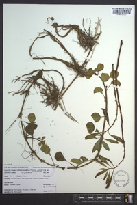 Ludwigia grandiflora image