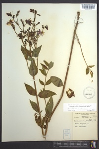 Rhexia virginica image