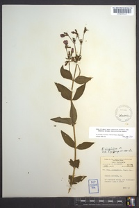 Rhexia virginica image