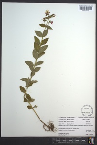 Rhexia virginica image